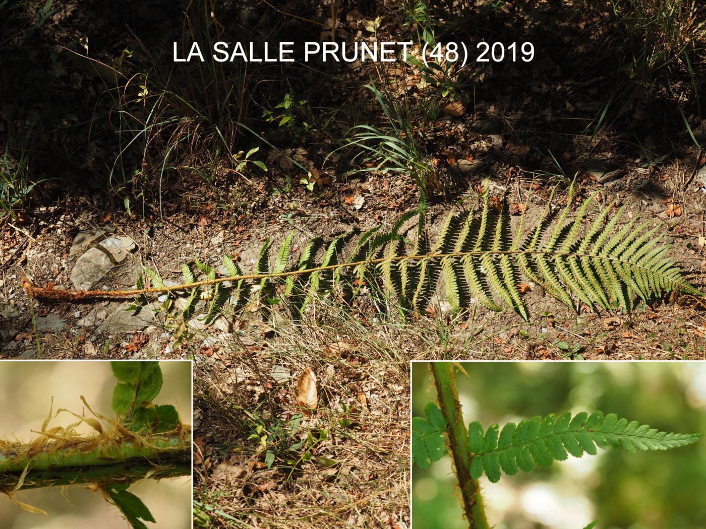 Fern, Male leaf